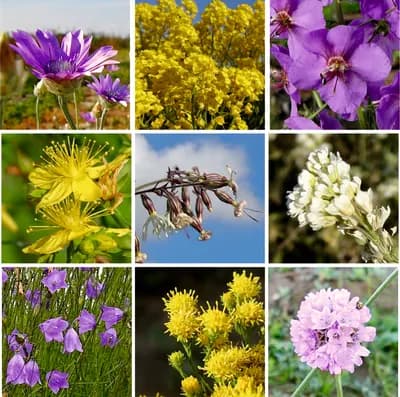 Suchá stráňka - náhled 5