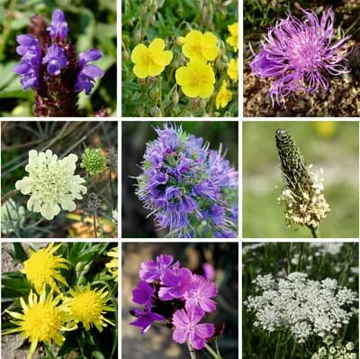 Suchá stráňka - náhled 6