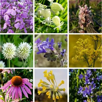 Trvalky pro včely - náhled 4