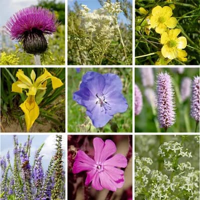 Vlhká louka - náhled 2