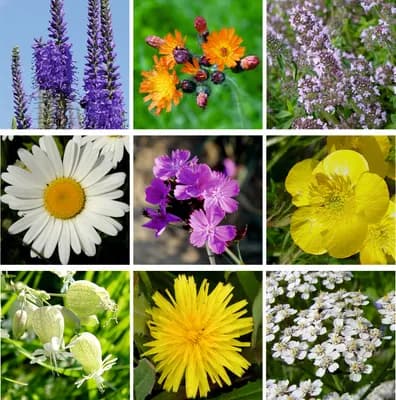 Zelený chodníček - náhled 2