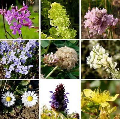 Zelený chodníček - náhled 3