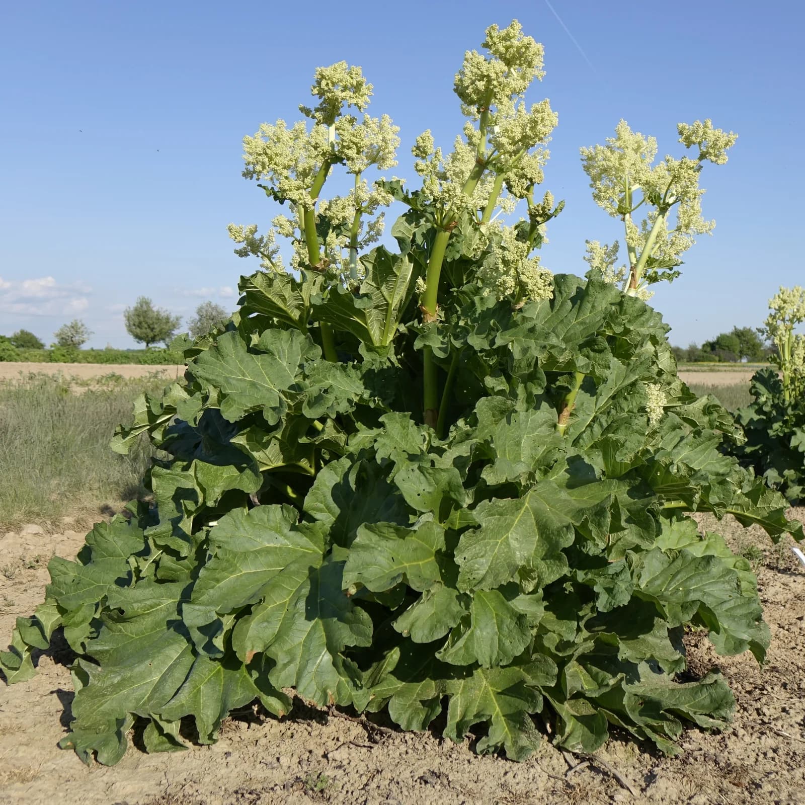 reveň kadeřavá - obrázek 1