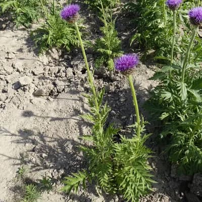 parcha saflorová - náhled 3