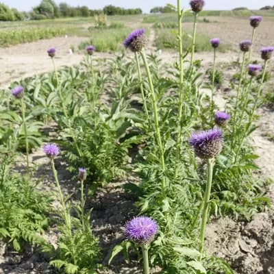 parcha saflorová - náhled 4