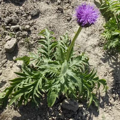 parcha saflorová - náhled 2