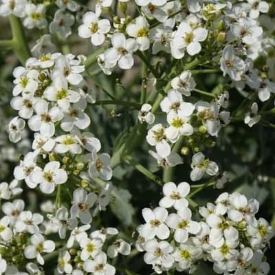 katrán tatarský - náhled 1