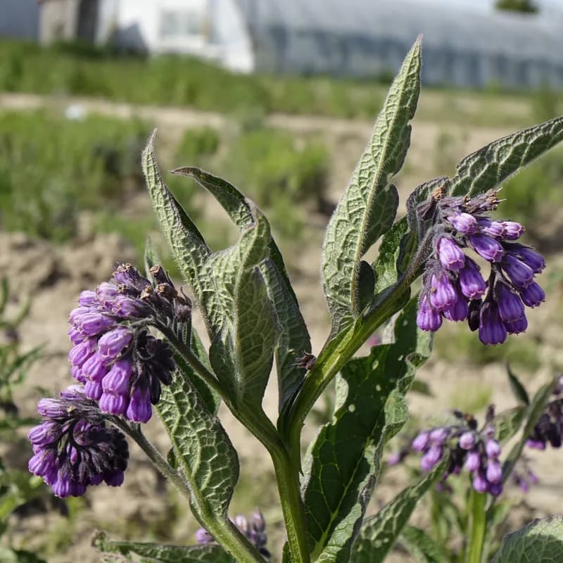 kostival lékařský