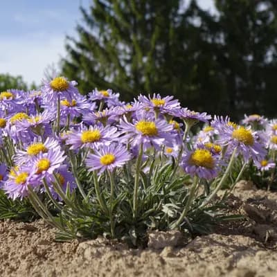 hvězdnice alpská - náhled 2