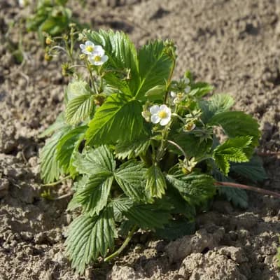 jahodník obecný - náhled 3