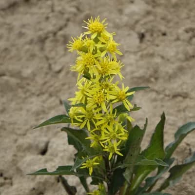 celík alpinský - náhled 2