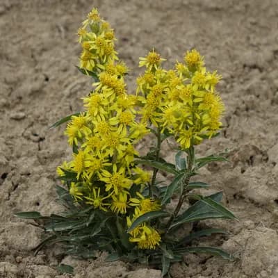 celík alpinský - náhled 3