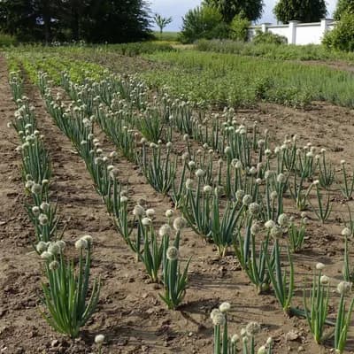 cibule zimní - náhled 5