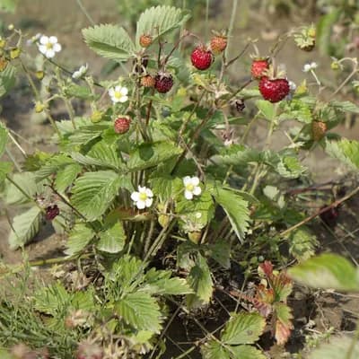 jahodník obecný - náhled 2