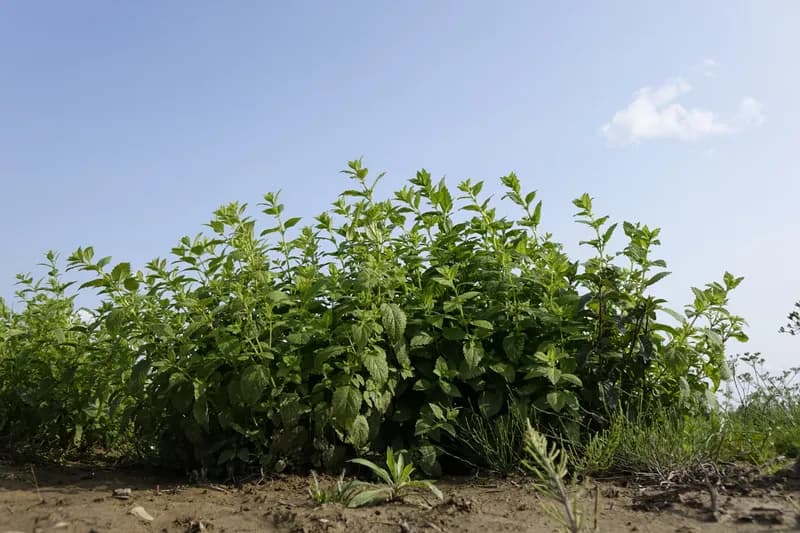 meduňka lékařská