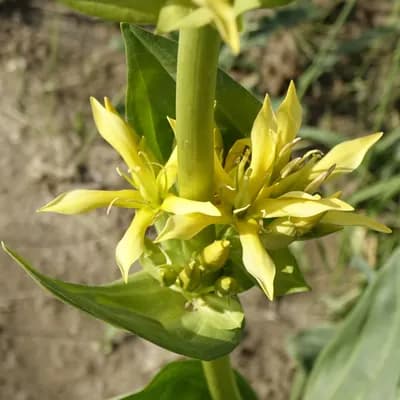 hořec žlutý - náhled 3