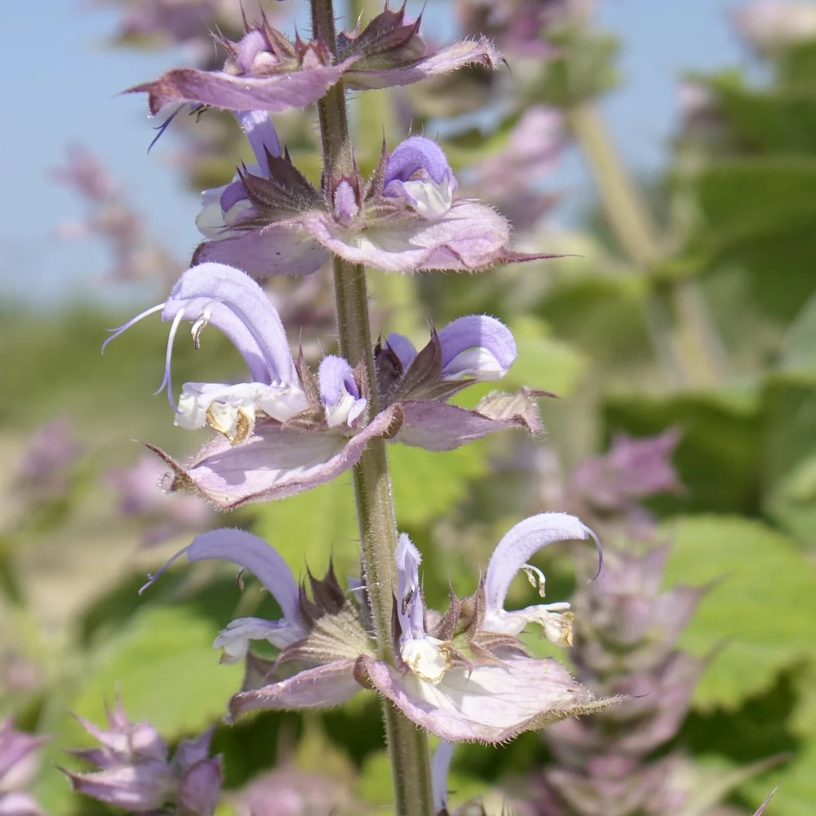 šalvěj muškátová - obrázek 1