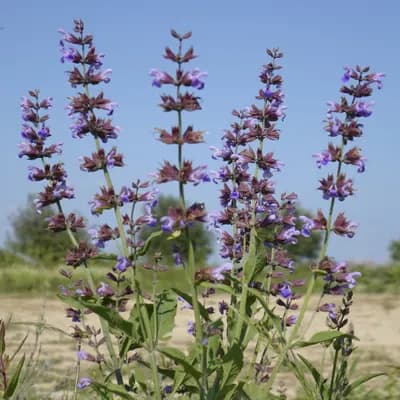 šalvěj lékařská - náhled 2