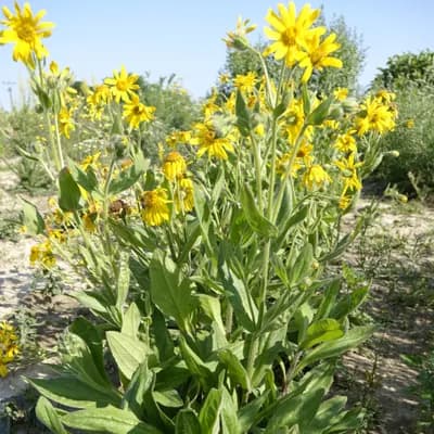 arnika stepní - náhled 3