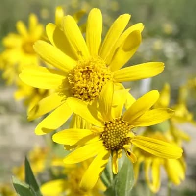 arnika stepní - náhled 4