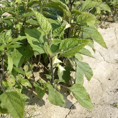 mochyně židovská třešeň - náhled 3