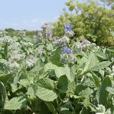 brutnák lékařský - náhled 2