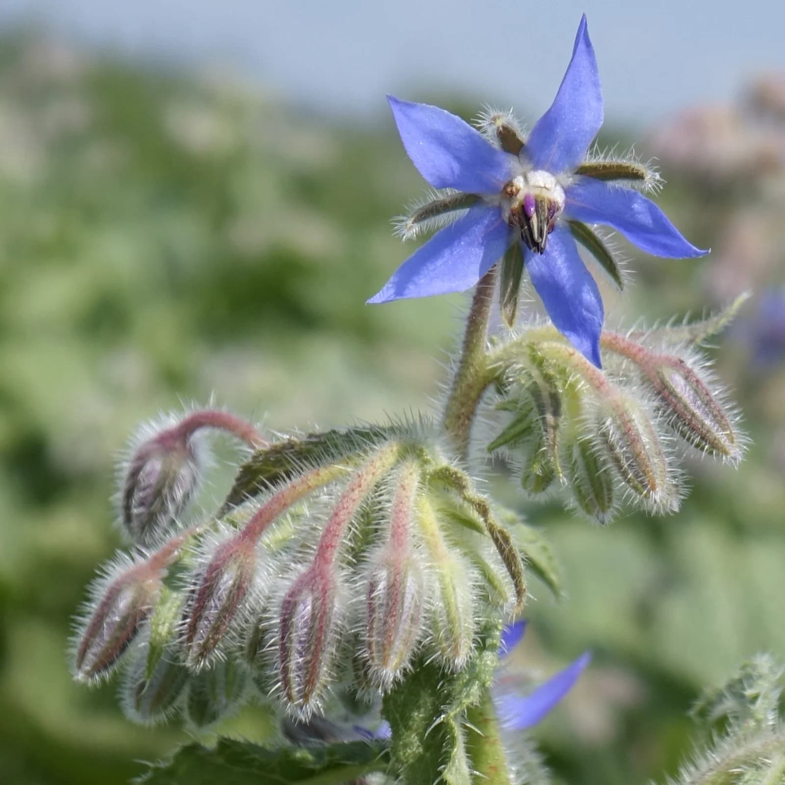 brutnák lékařský - obrázek 1