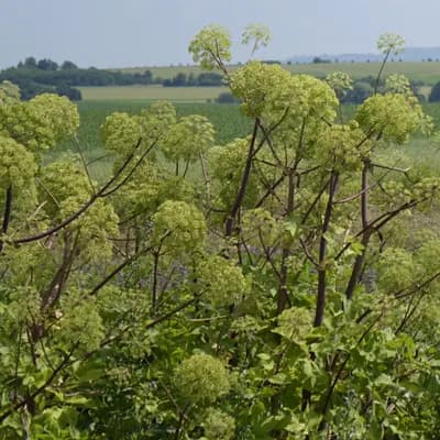 andělika lékařská - náhled 4