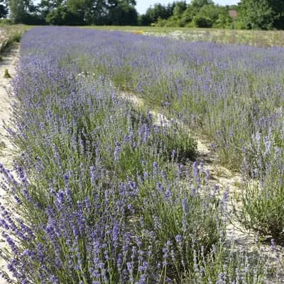 levandule lékařská - náhled 5