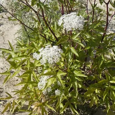 andělika čínská - náhled 2