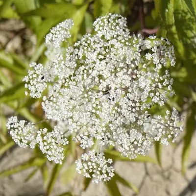 andělika čínská - náhled 1