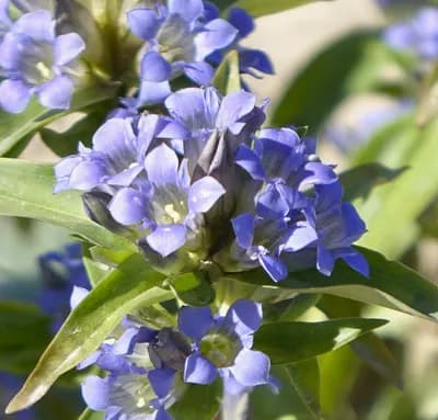 hořec lékařský - náhled 1