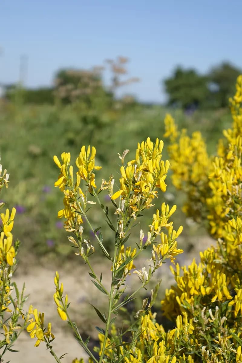 kručinka barvířská