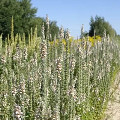 náprstník vlnatý - náhled 3