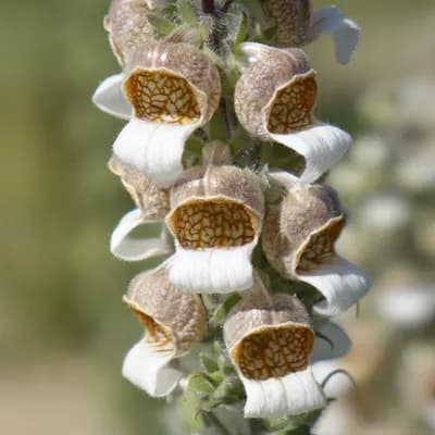 náprstník vlnatý - náhled 1