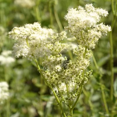 tužebník jilmový - náhled 2