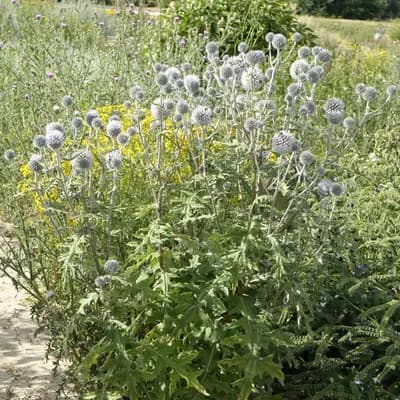 bělotrn kulatohlavý - náhled 3