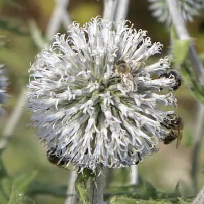 bělotrn kulatohlavý - náhled 1