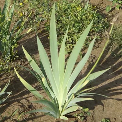 kosatec německý - náhled 4