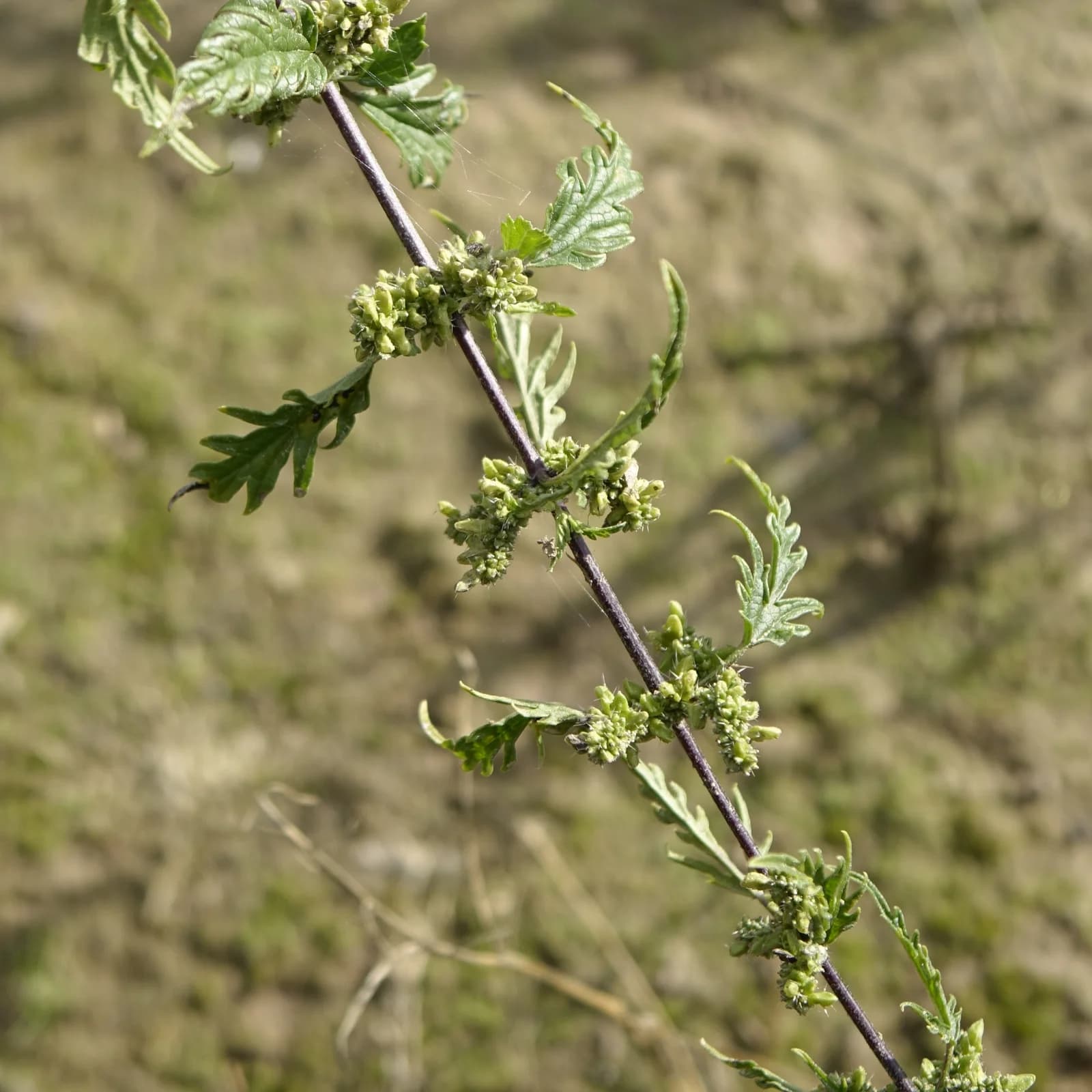 kopřiva konopná - obrázek 1