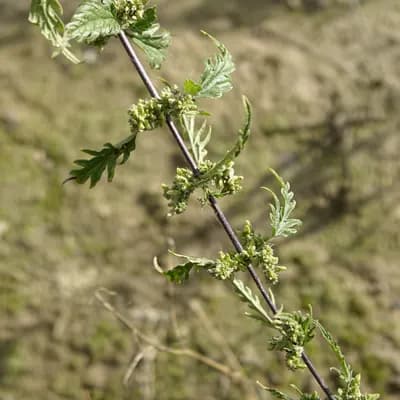 kopřiva konopná - náhled 1