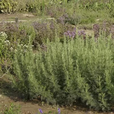 pelyněk brotan - náhled 3