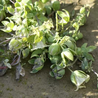 dang - šeng - náhled 2