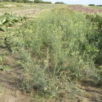 kopr vonný - náhled 4