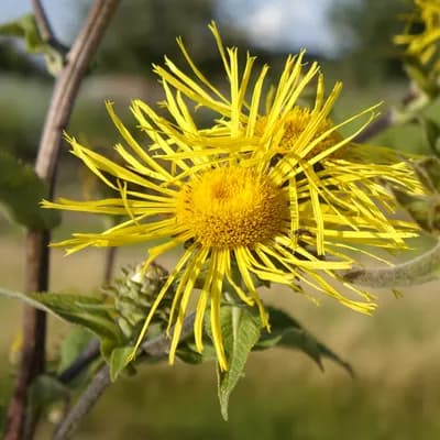 oman pravý - náhled 1