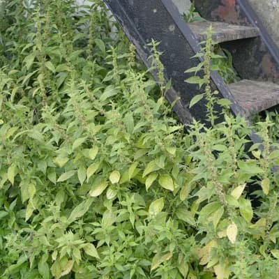 drnavec lékařský - náhled 2