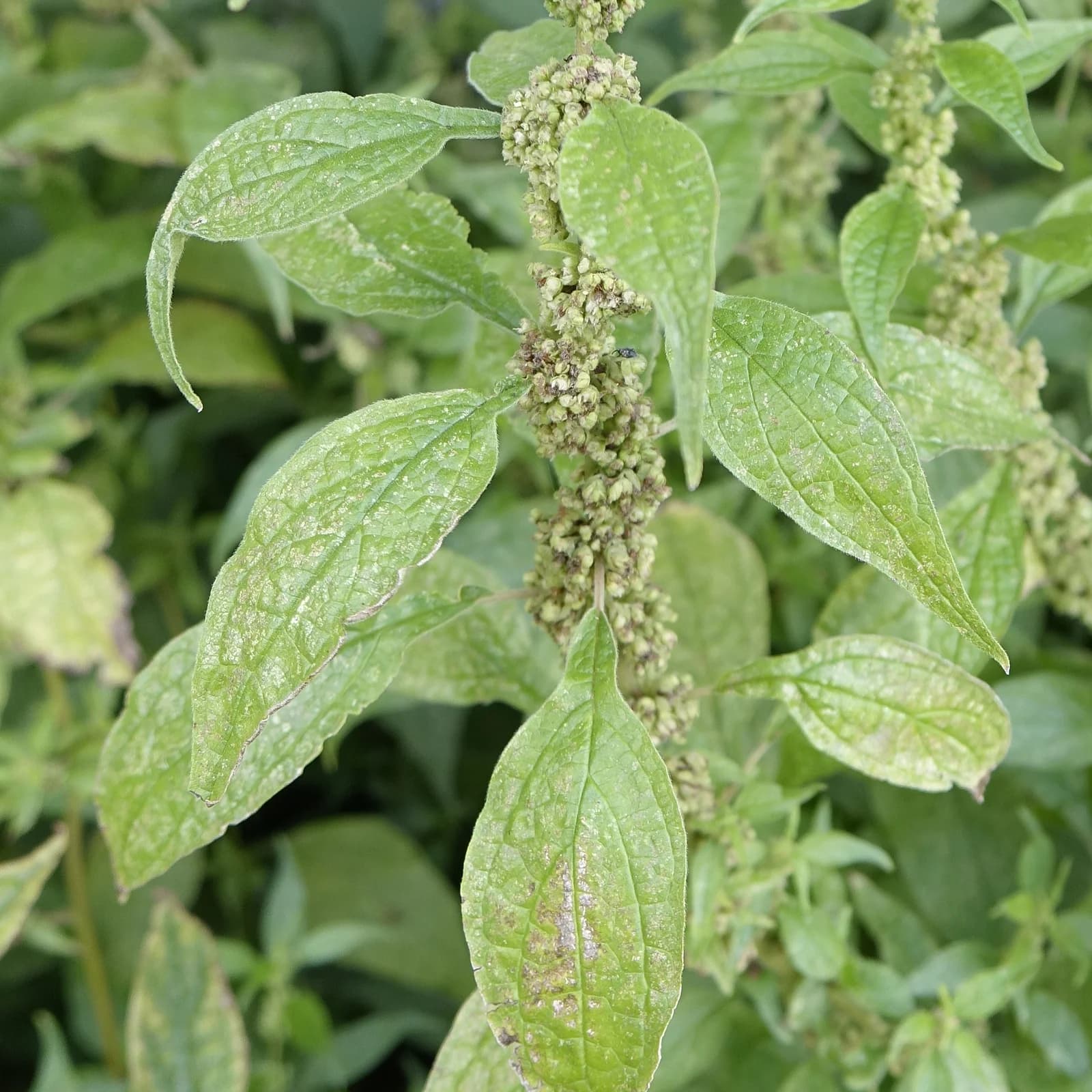 drnavec lékařský - obrázek 1