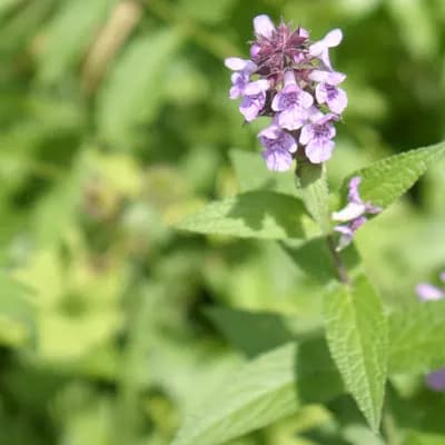 čistec bahenní - náhled 2