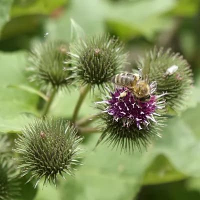 lopuch větší - náhled 1