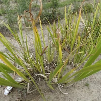 puškvorec obecný - náhled 2